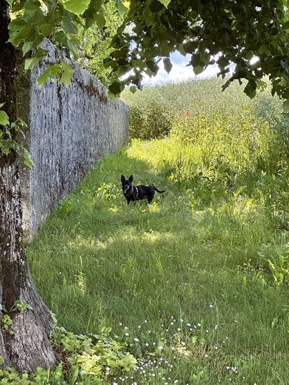 Sur la gauche, un tronc d’arbre puis un mur. Au milieu, de l’herbe avec un Chihuahua. Au fond et sur la droite, un champ de colza avec deux coquelicots visibles.