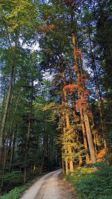 Photo of tall trees in a forest.Two of them are illuminated by the setting Sun, making them a little red and orange.