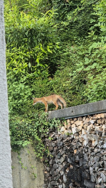 Fuchs spaziert über eine Mauer.
