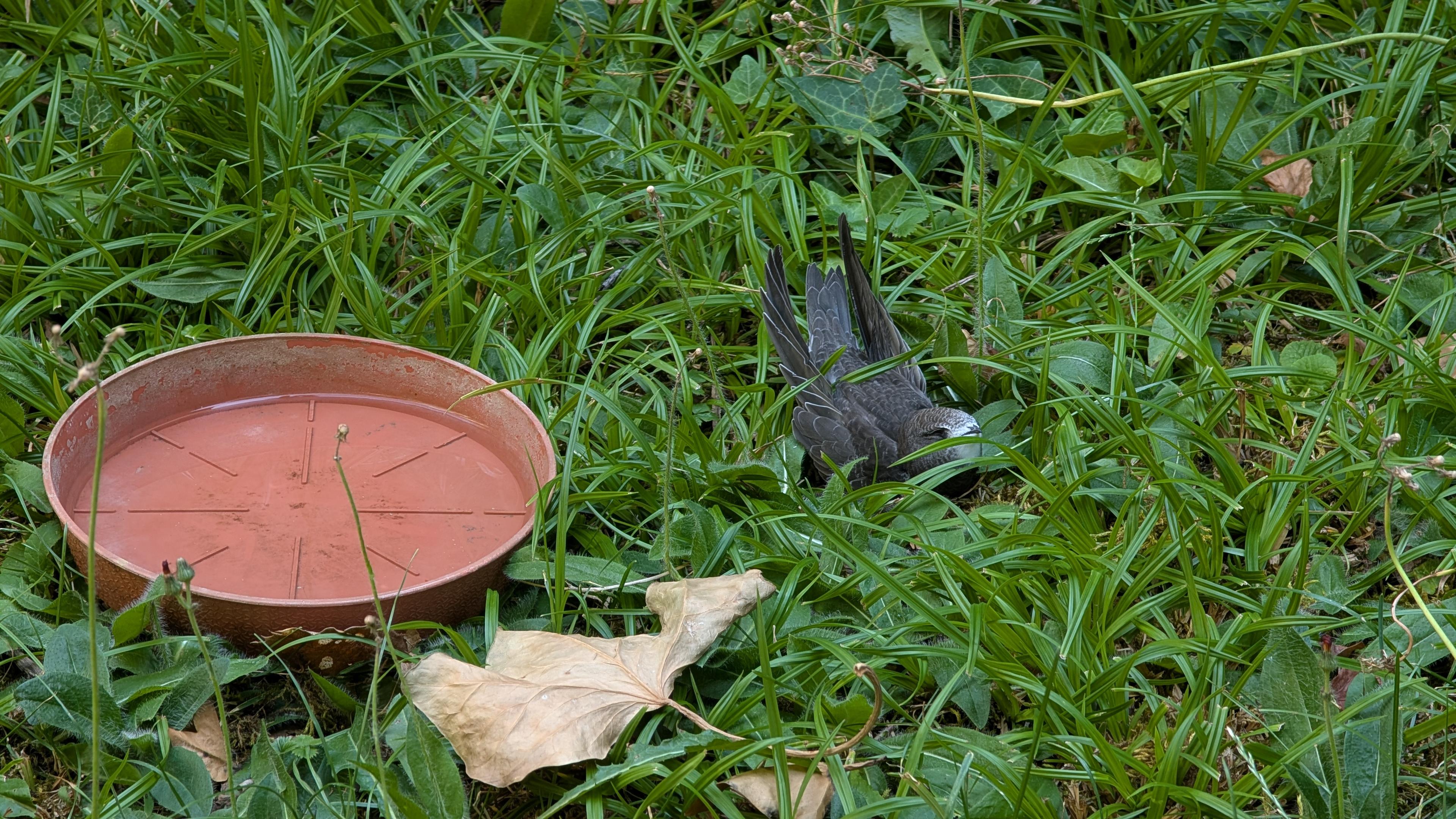 Photo of a bird in the grass. It is dark grey with lighter sprinkles on the head and white underneath the beak