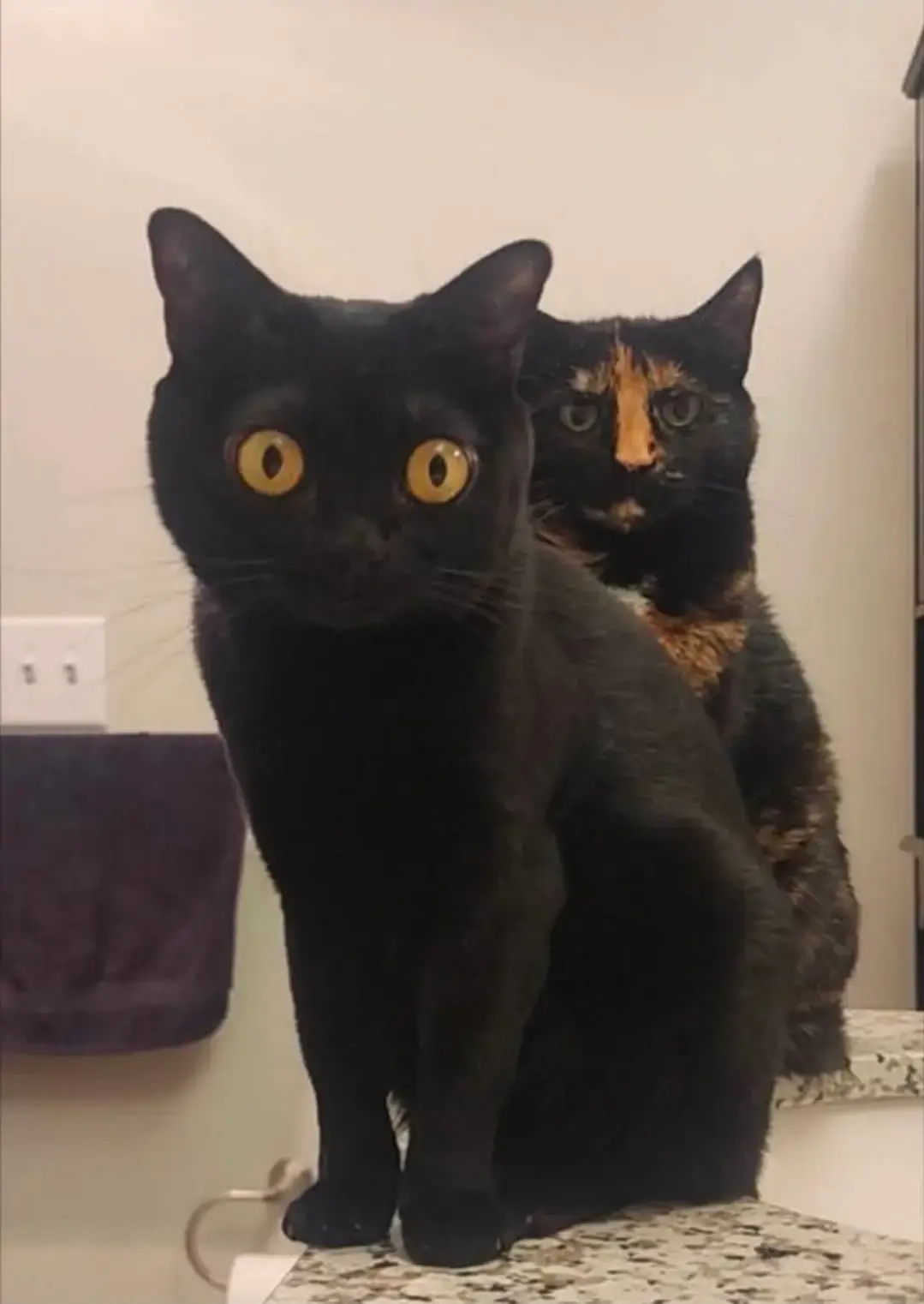 Image montrant deux chats, assis. Au premier plan se trouve un chat entièrement noir et aux yeux écarquillés. Derrière lui, au second plan, se trouve un autre chat, noir et caramel, se tenant droit avec un air pas aimable.