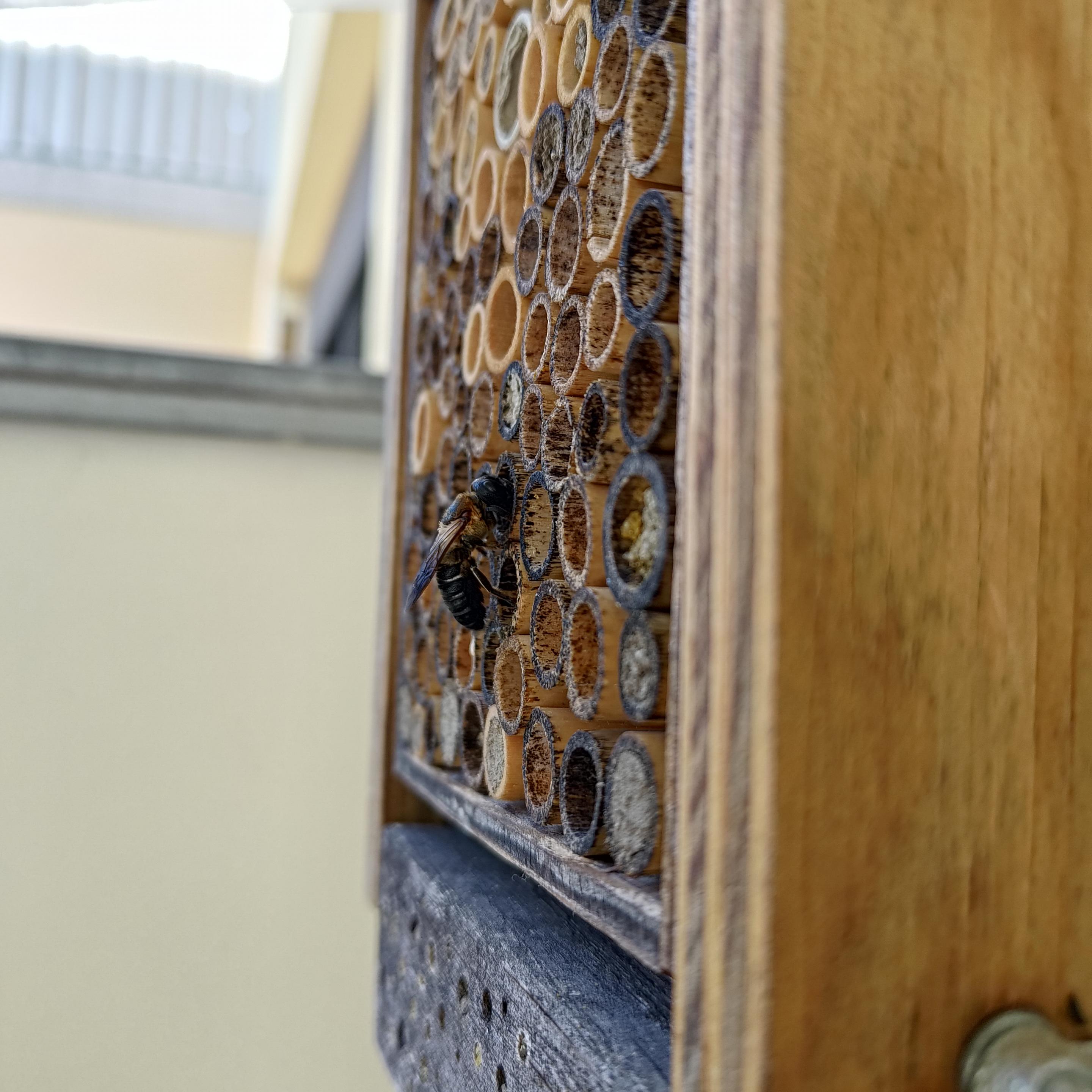 Abeille sauvage au corps noir tête noire, environ 2.5 cm de long, devant une BeeHome