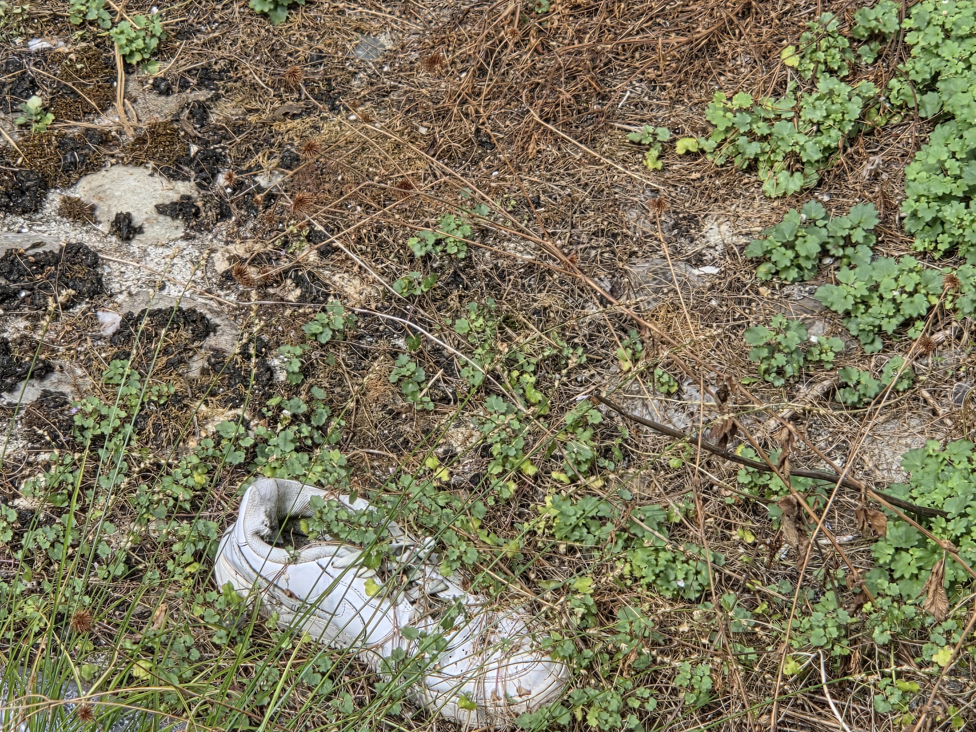 Photo d'une chaussure perdue dans une friche. La végétation l'envahit peu à peu, la recouvre.  Comme un jour la race de feu son propriétaire peut-être?