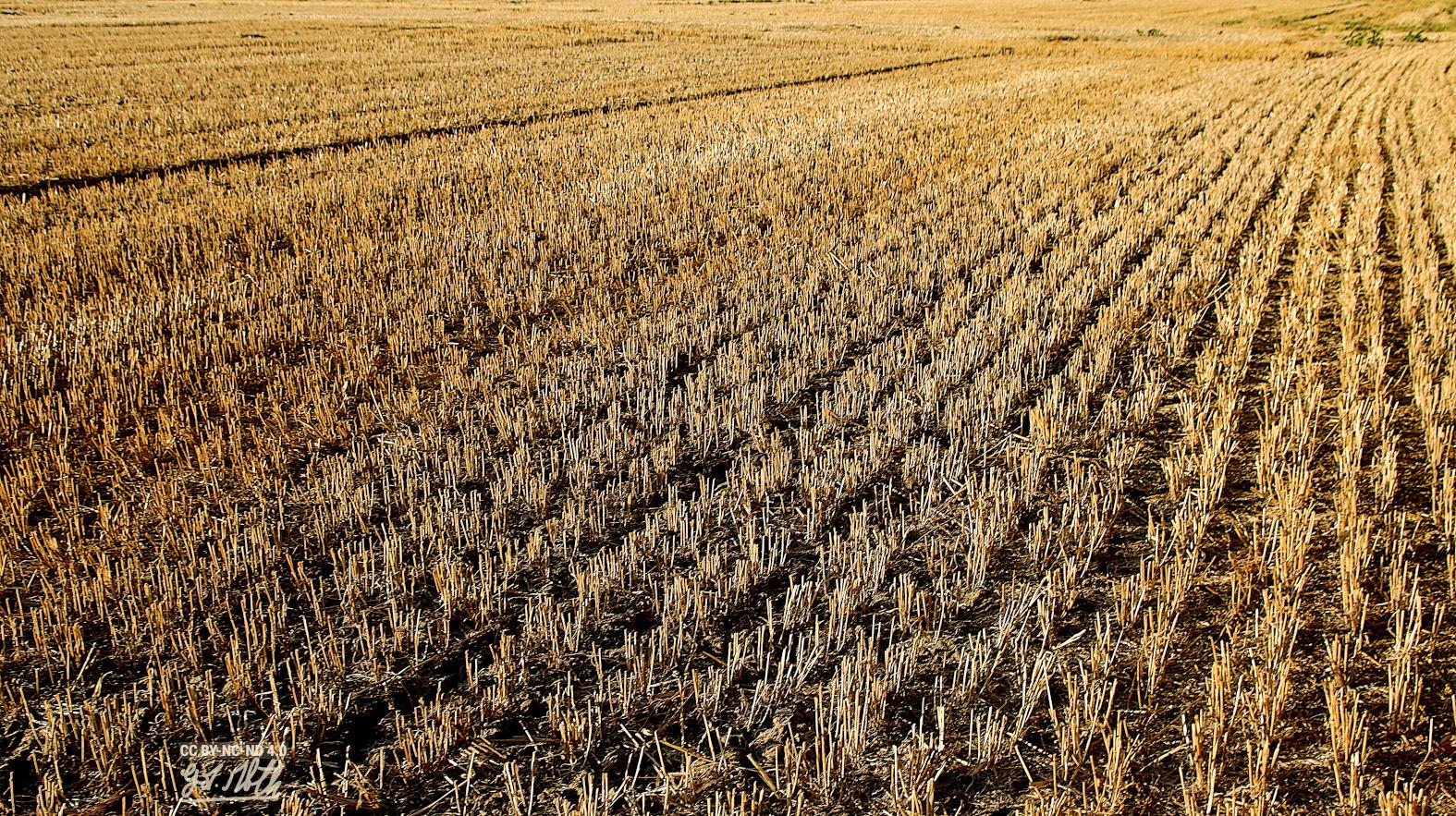Champ de blé coupé
A field of harvested wheat